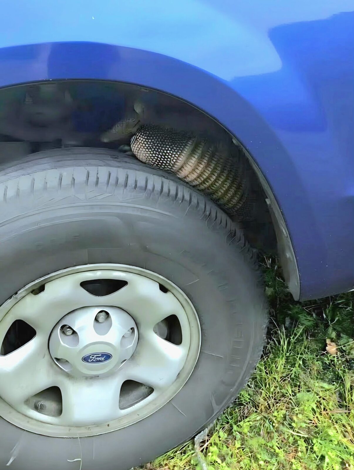 How Many Armadillos Are Usually Living on Your Property?